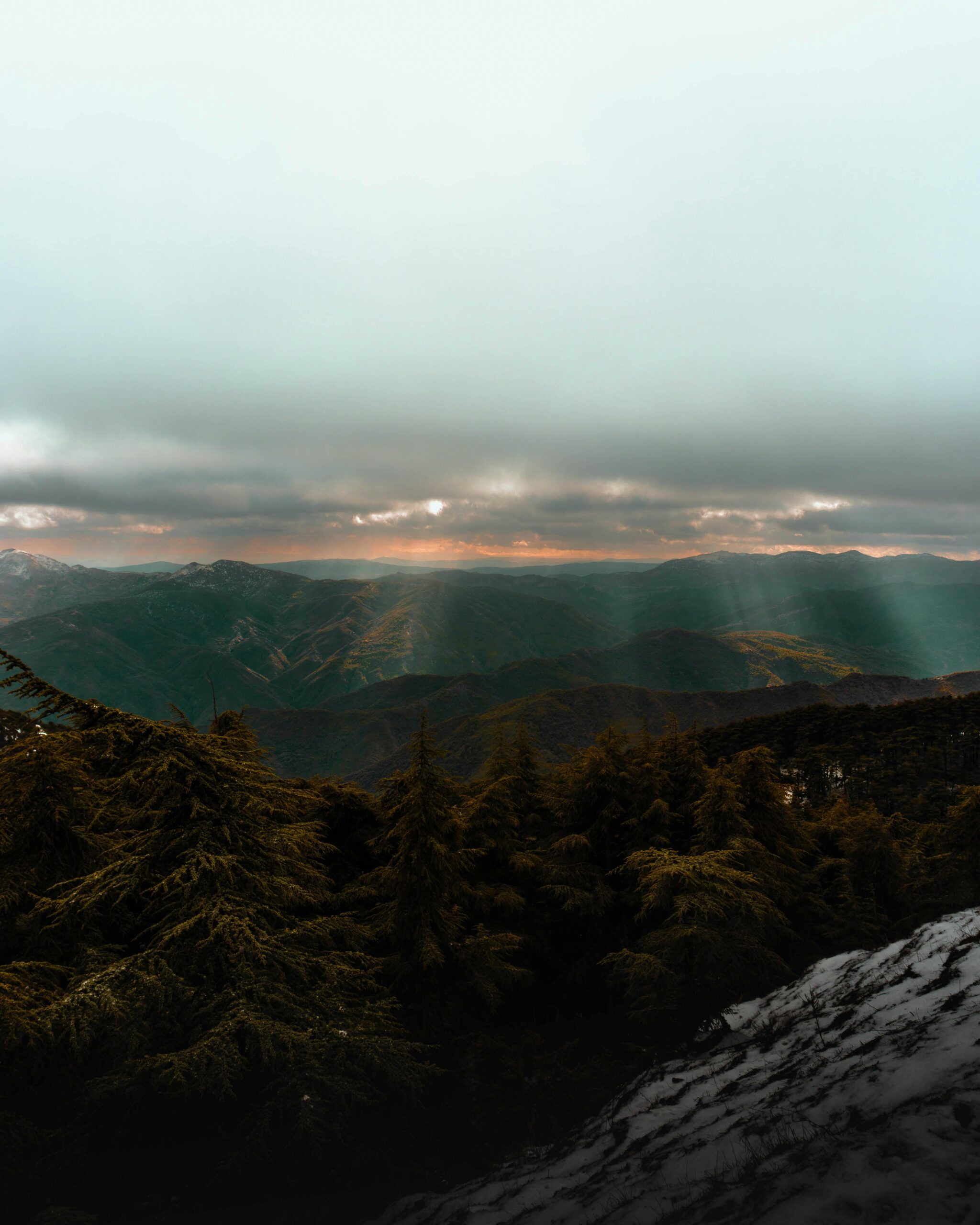 The Black Forest